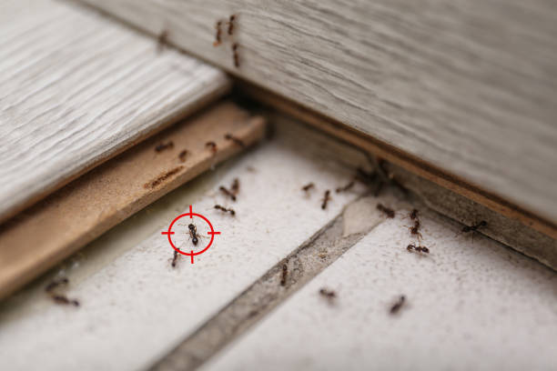 Best Pest Control Near Me  in Mount Sterling, OH